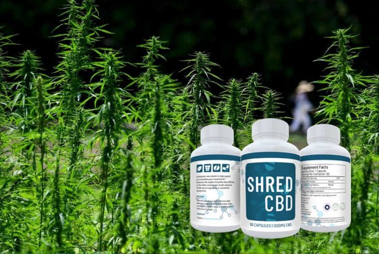 Shred CBD product in front of plants