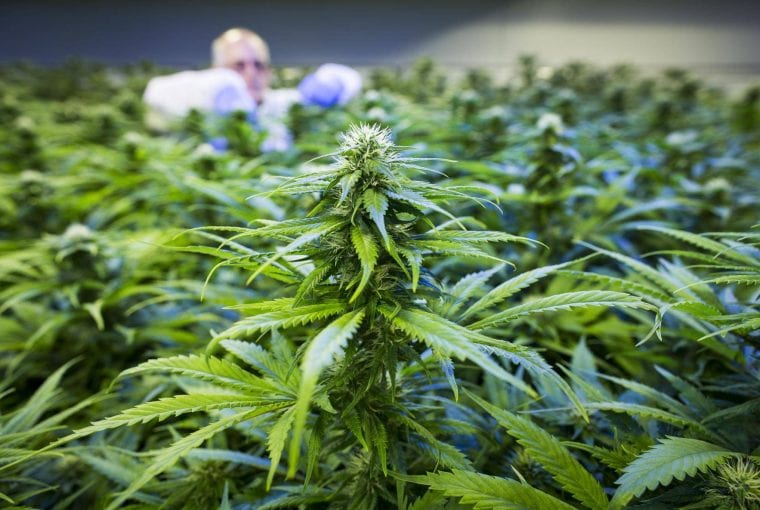 worker cultivating cannabis plants