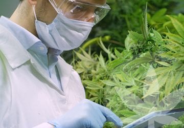 man harvesting cannabis
