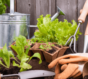 a garden with healthy vegetables