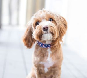 puppy looking at camera