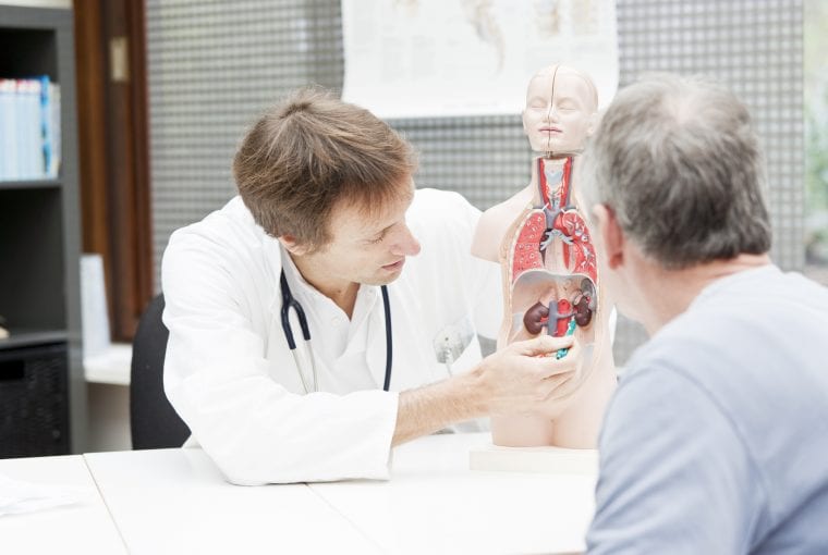 a doctor showing a patient a model of the urinary system