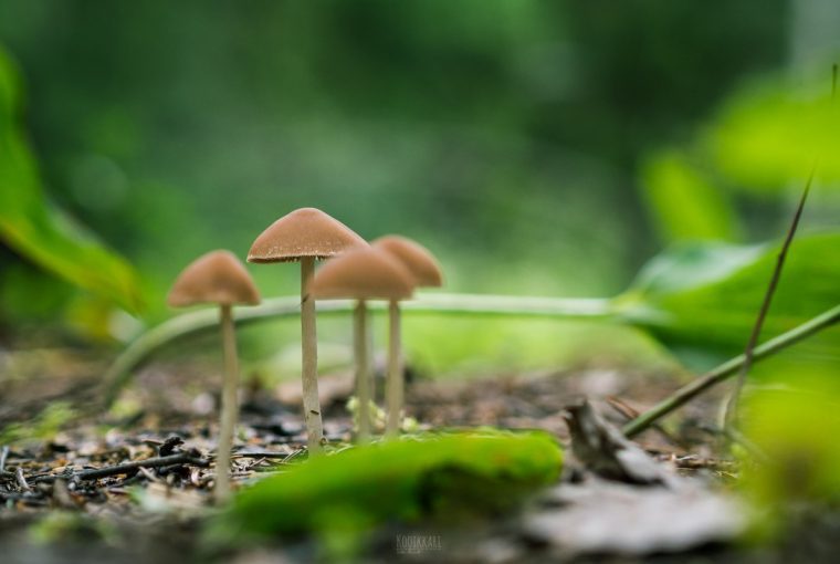 mushrooms