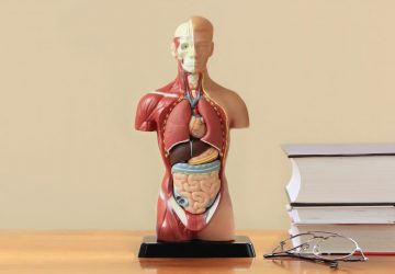 a model of the human body
