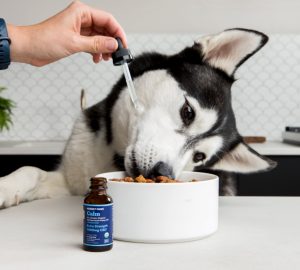 a dog having cbd added to their food