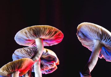 psychedelic coloured mushrooms