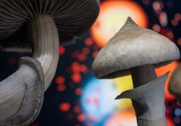 an assortment of mushrooms