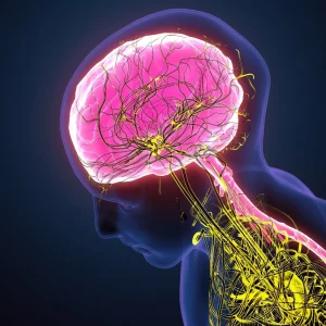 an illustration of a persons nervous system