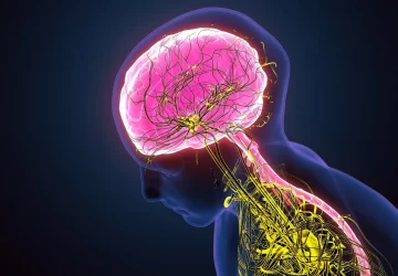 an illustration of a persons nervous system