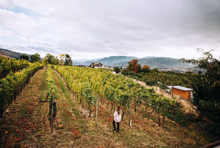 a worker walking through a vineyard